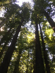 Ananda Gurukula's Mission