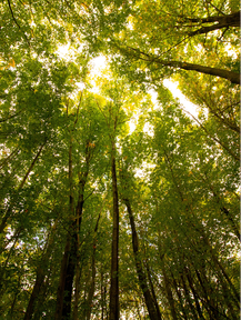 Ananda Gurukula's Mission